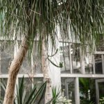 Sustainable Growth - Glass greenhouse with exotic trees and plants