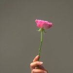 Passion Innovation - Mirror reflecting tender hand with pink rose